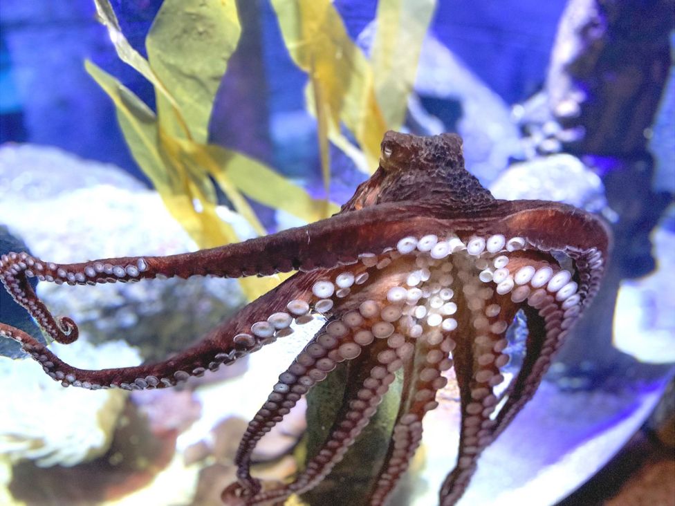Bristol Aquarium Octopus