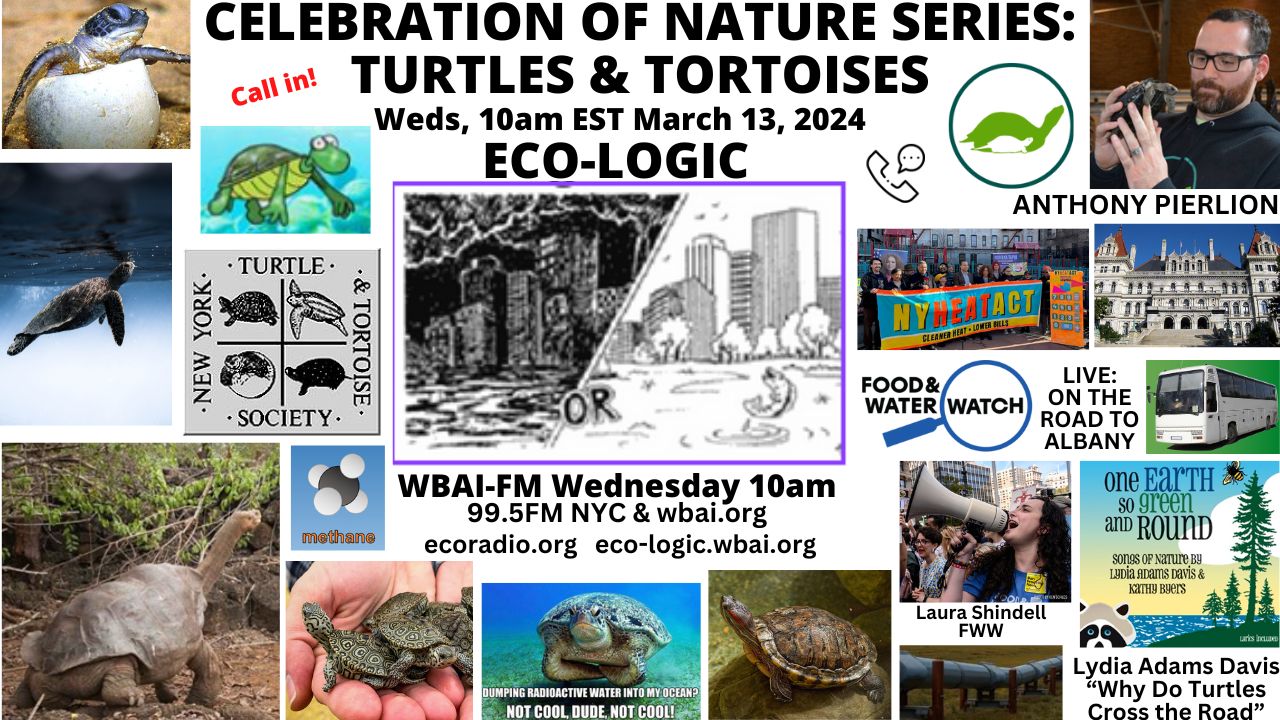 meme Eco-Logic 3-13-24 Turtles and Tortoises